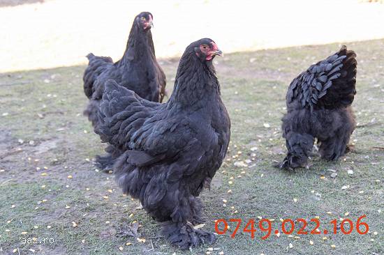 gaini brahma negru