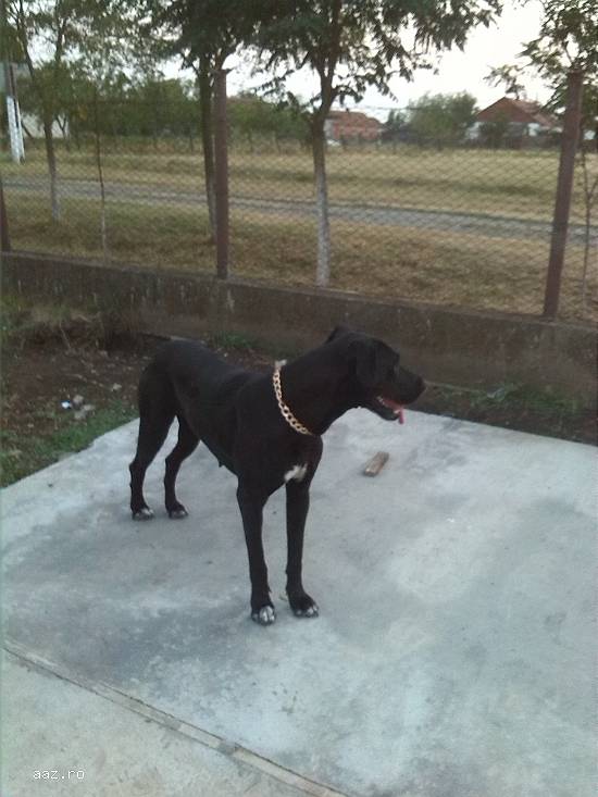 Cățea Leti dog german cauta mascul pentru imperechere
