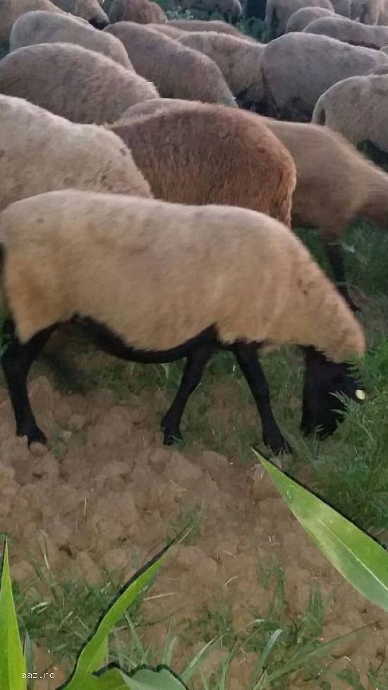 Vand oi si 100de miele mielute, berbeci si berbecuti l