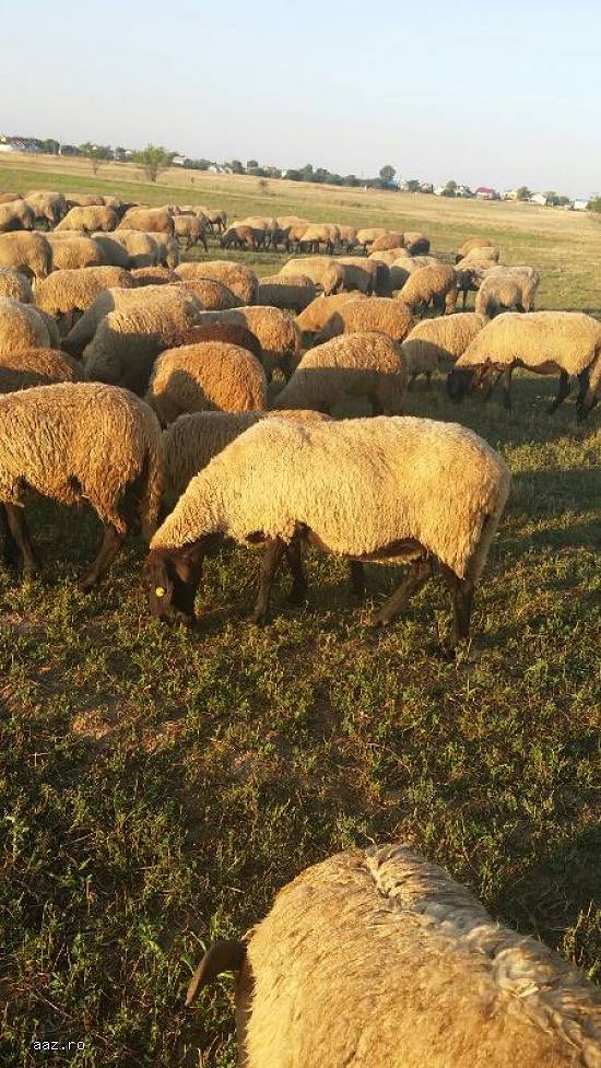 Vand oi si 100de miele mielute, berbeci si berbecuti l
