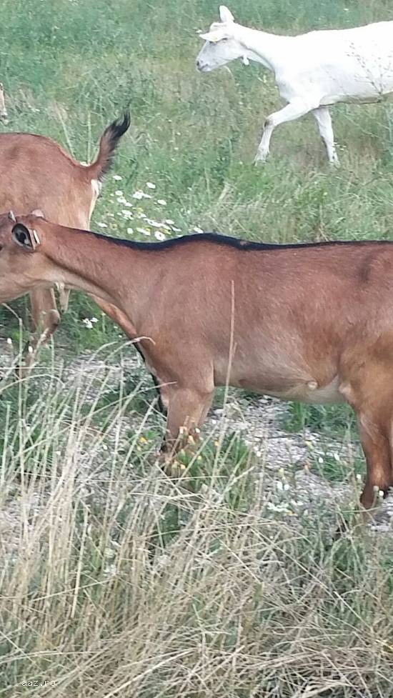 Vand 15 iede anglo-nubiene si boer , 