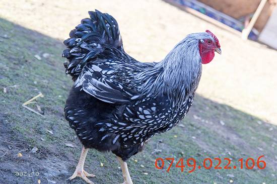 cocos wiandotte argintiu