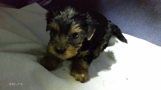 Yorkshire terrier
