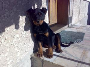 vand catel rottweiler, rasa pura, ambii parinti de rasa pura, pedegree complet, vaccinuri complete, 