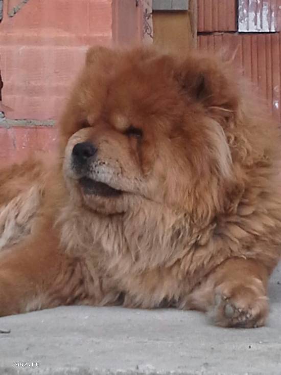 chow chow pierdut femela