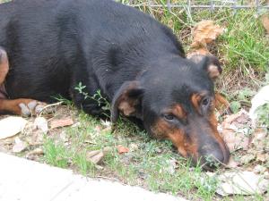 Doberman metis cauta casa.