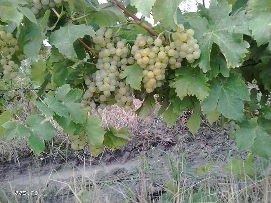 Struguri de vanzare
