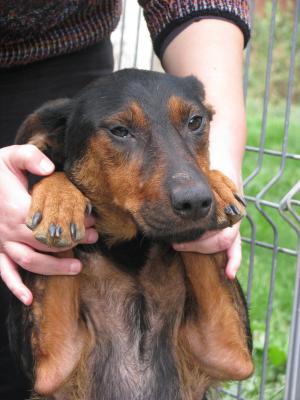 Doberman metis cauta casa.