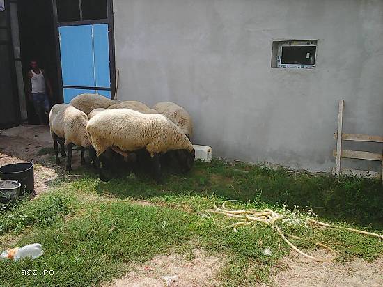 Vand berbecuti ,  rasa carabas