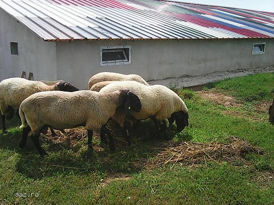 Vand berbecuti ,  rasa carabas