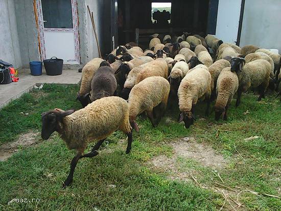 Vand berbecuti ,  rasa carabas