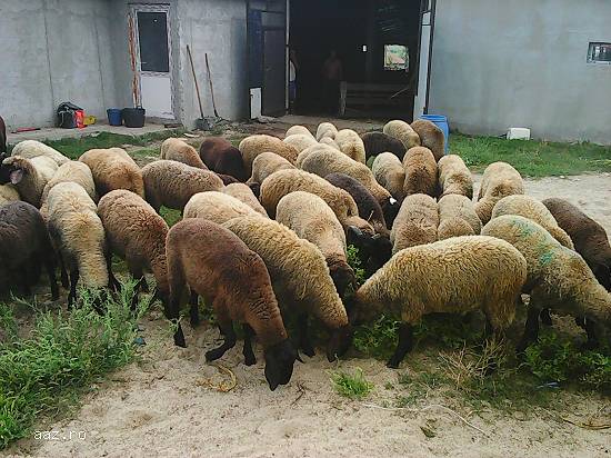 Vand berbecuti ,  rasa carabas