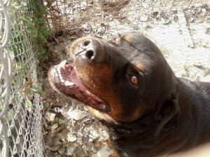 vand rottweiler adult-3ani