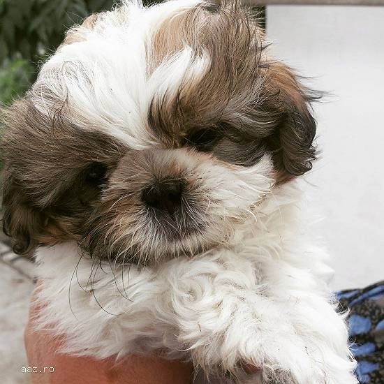 shih tzu