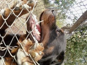 vand rottweiler adult-3ani