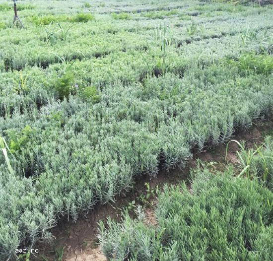 Vand butasi lavanda Sevtopolis 2017-Producător