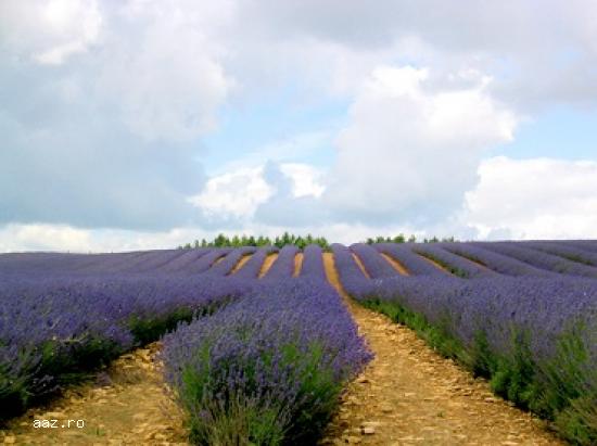 Vand butasi lavanda Sevtopolis 2017-Producător