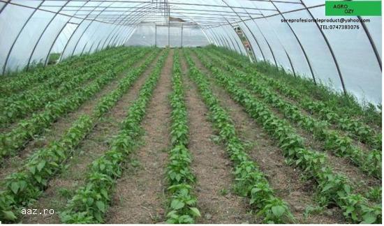 solarii pt legume si flori ieftine profesionale