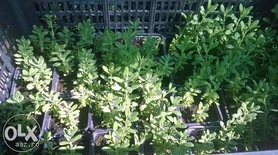 Lavanda Blue Scent butasi si rasaduri