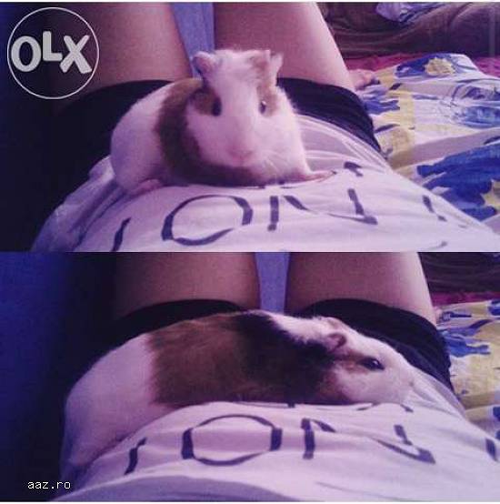 porcusori de guineea
