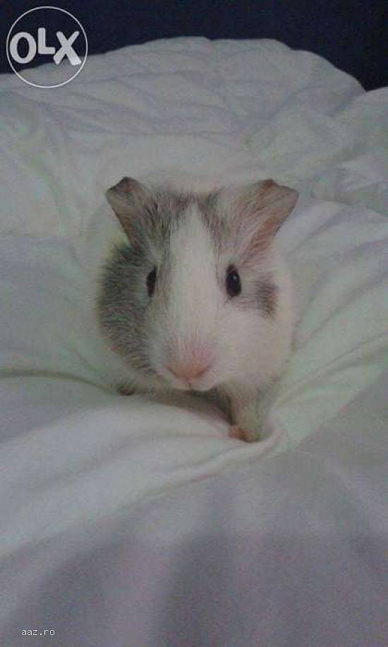 porcusori de guineea