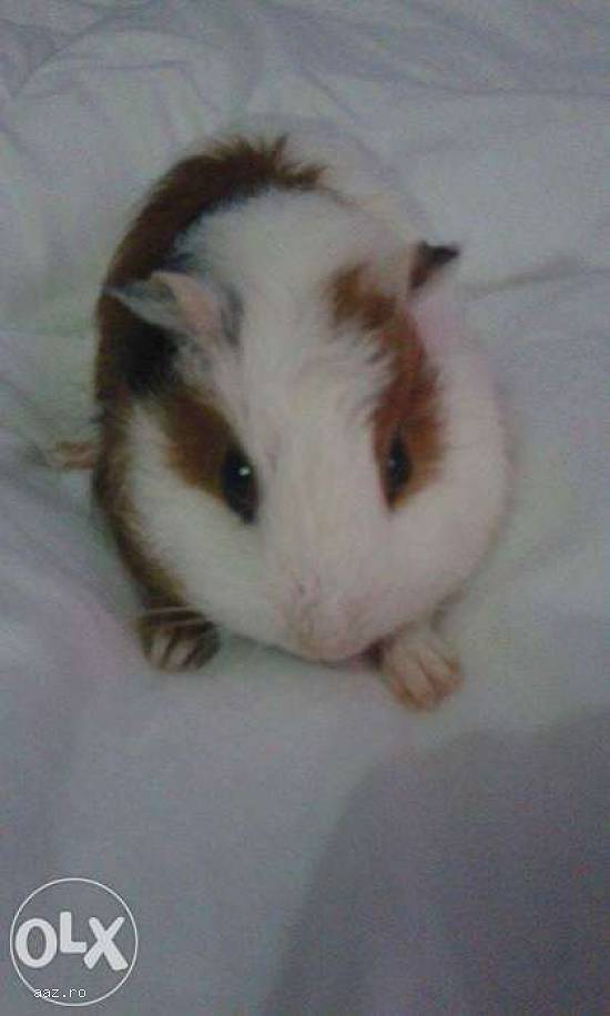 porcusori de guineea