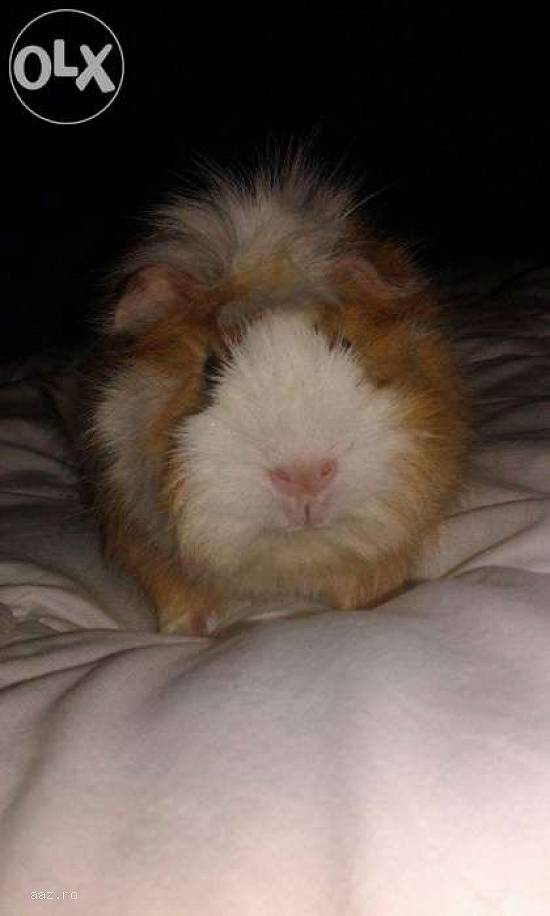 porcusori de guineea