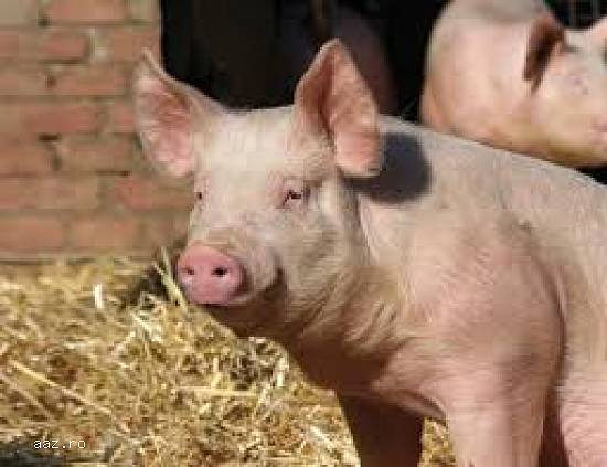 porci de vanzare crescuti 100% natural fara gram de chimicale, fara concentrate, carne 100%bio