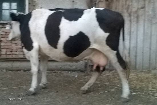 Vand vaca gestanta