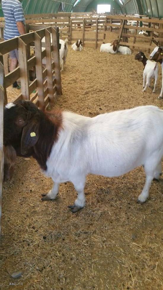 Vand 1 tap boer cu pedigree de 2 ani