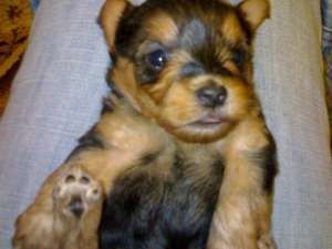 vand femela yorkshire terrier
