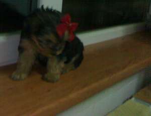 vand femela yorkshire terrier