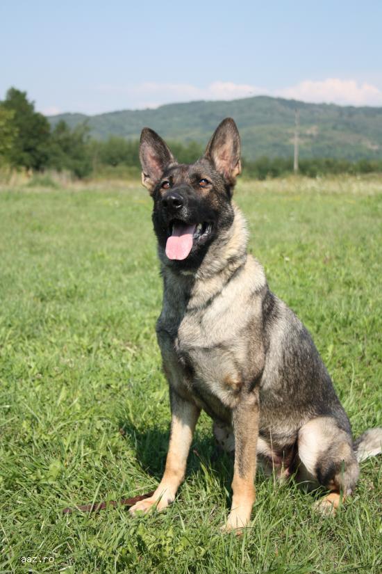 dresaj canin valcea