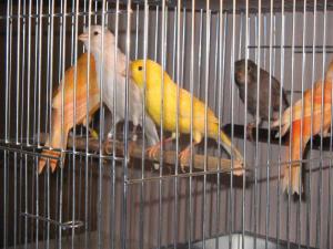 Canari de culoare pentru cantec !