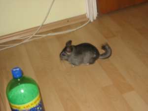 caut femela chinchila pentru imperechere