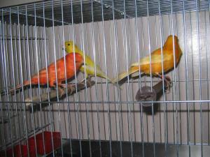 Canari de culoare pentru cantec !