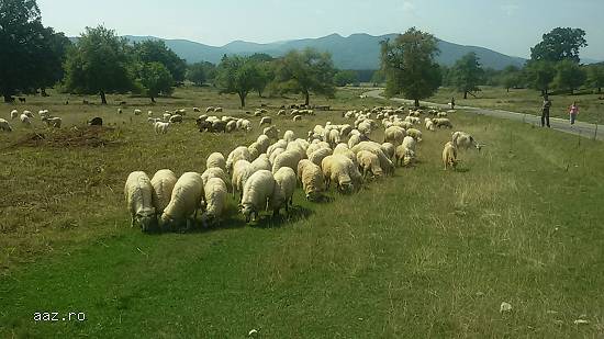 Vand 130 de oi turcane