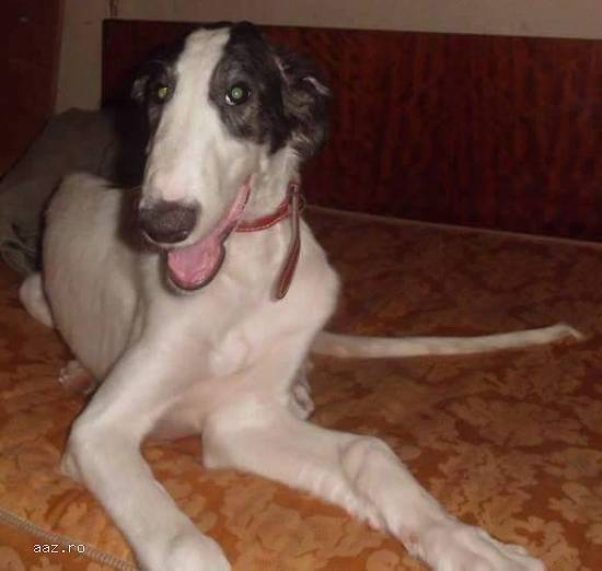 3 pui ogari barzoi