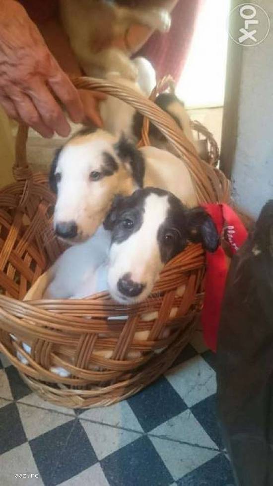 3 pui ogari barzoi