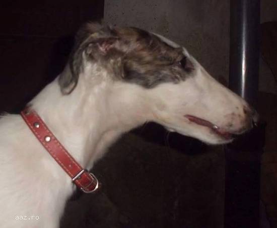 3 pui ogari barzoi