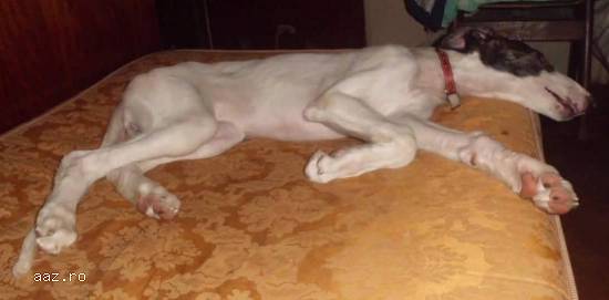 3 pui ogari barzoi