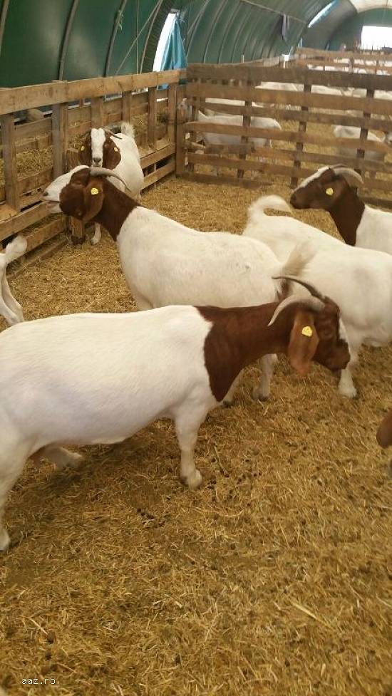 Vand 9 capre boer cu 1tap cu pedigree, 2