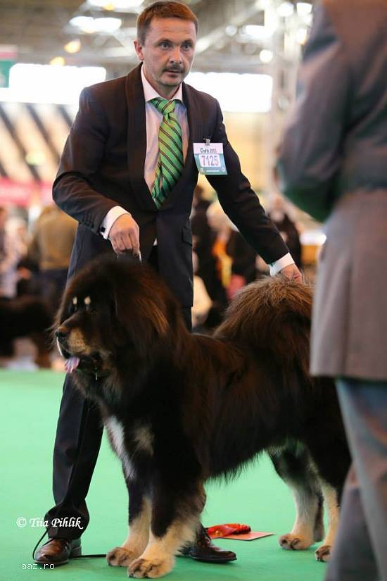 vand pui Mastiff Tibetan