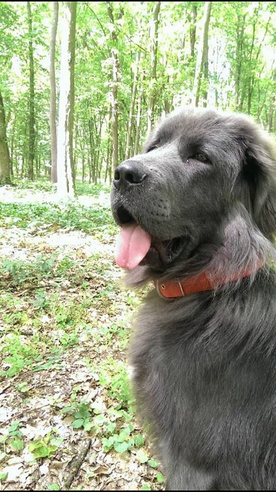 vand pui Mastiff Tibetan