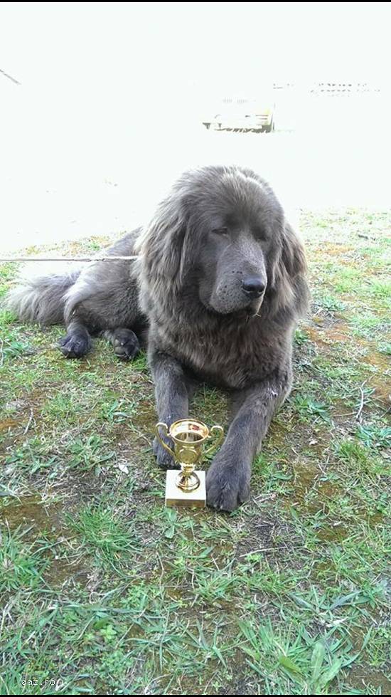 vand pui Mastiff Tibetan