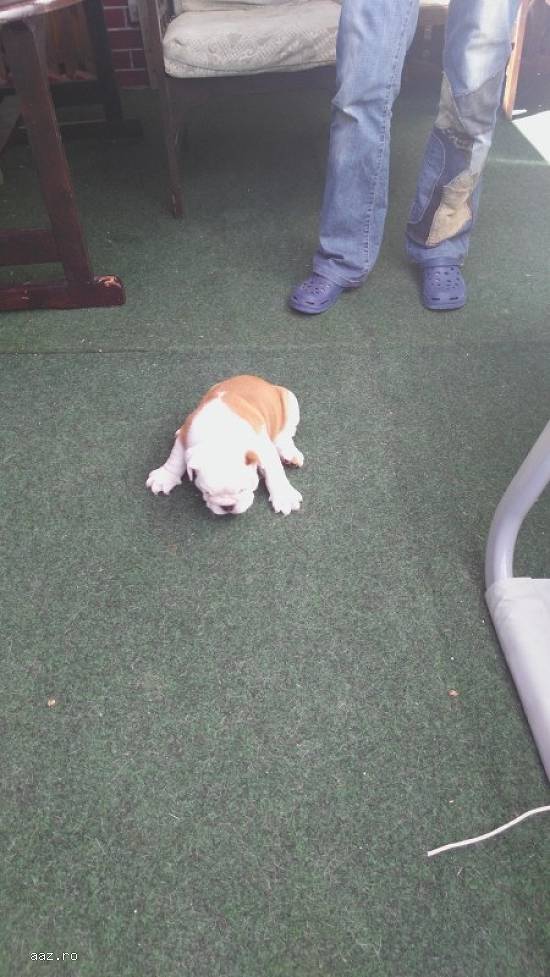 Vând pui de bulldog