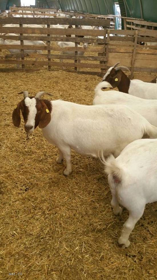Vand capre boer cu tapi cu pedigree, 