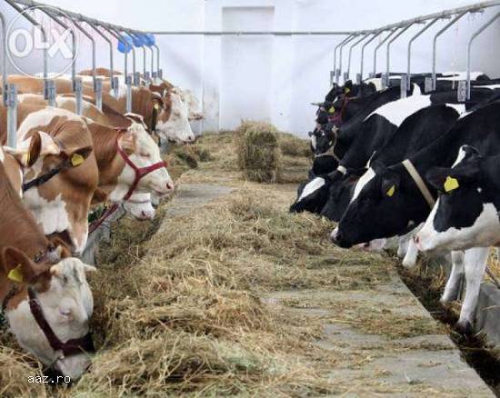 Locuri de munca in Danemarca