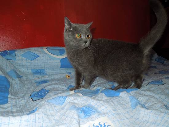 VAND BRITISH SHORTHAIR BLUE FEMELA DE 3 ANI