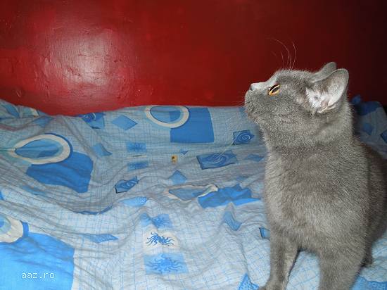 VAND BRITISH SHORTHAIR BLUE FEMELA DE 3 ANI